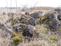 Findlinge aus Krensheimer Muschelkalk - Kernstein zum Teil mit Moos bewachsen